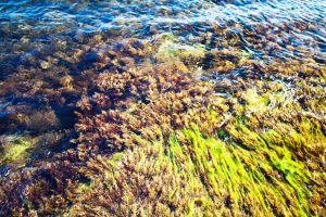 Morske alge lekovita svojstva