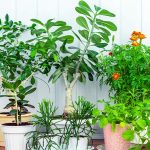 Biljke koje treba držati u kući